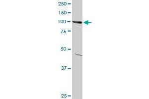 AMPD2 monoclonal antibody (M09), clone 6A8. (AMPD2 Antikörper  (AA 86-185))