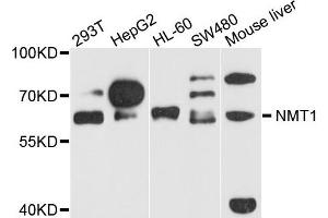 Western blot analysis of extract of various cells, using NMT1 antibody. (NMT1 Antikörper)