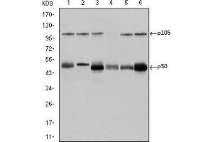 Western Blotting (WB) image for anti-Nuclear Factor of kappa Light Polypeptide Gene Enhancer in B-Cells 1 (NFKB1) antibody (ABIN969312)