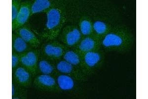 IF analysis of Integrin alpha 3/ITGA3 using anti-Integrin alpha 3/ITGA3 antibody (ABIN7602696). (ITGA3 Antikörper  (AA 96-324))