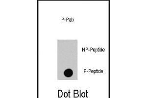 Dot blot analysis of anti-RAF1-p Phospho-specific Pab (R) on nitrocellulose membrane. (RAF1 Antikörper  (pSer494))