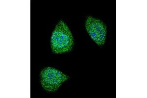 Confocal immunofluorescent analysis of PDGFB Antibody (C-term) (ABIN388460 and ABIN2848858) with 293 cell followed by Alexa Fluor 488-conjugated goat anti-rabbit lgG (green). (PDGFB Antikörper  (C-Term))