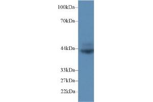 Western blot analysis of Rat Spleen lysate, using Rat CD72 Antibody (2 µg/ml) and HRP-conjugated Goat Anti-Rabbit antibody ( (CD72 Antikörper  (AA 126-237))