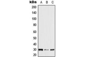 Western blot analysis of NXPH2 expression in HEK293T (A), mouse brain (B), rat brain (C) whole cell lysates. (NXPH2 Antikörper  (Center))