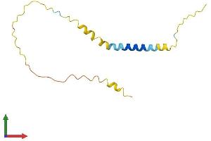 AlphaFold protein structure predicition of Mouse Recombinant Bex2 Protein, UniprotID Q9WTZ8