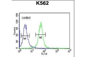 WDR73 Antibody (N-term) (ABIN651490 and ABIN2840265) flow cytometric analysis of K562 cells (right histogram) compared to a negative control cell (left histogram).