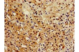 Immunohistochemistry of paraffin-embedded human adrenal gland tissue using ABIN7167566 at dilution of 1:100 (Regucalcin Antikörper  (AA 1-299))