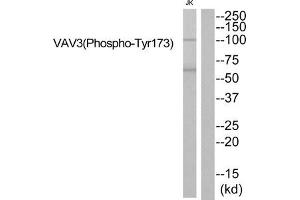 Western blot analysis of extracts from JK cells using VAV3 (Phospho-Tyr173) Antibody.