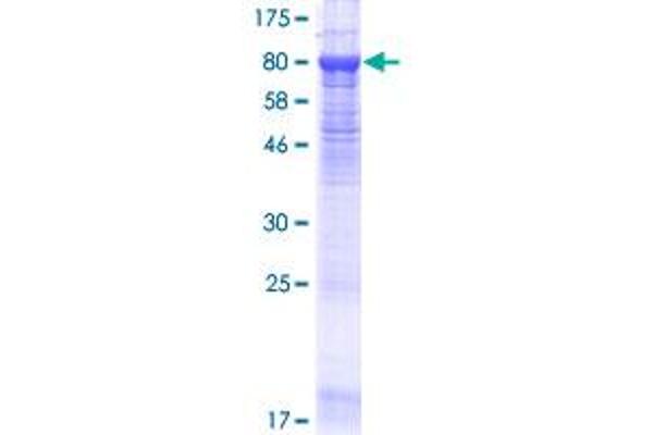 CNGA4 Protein (AA 1-575) (GST tag)