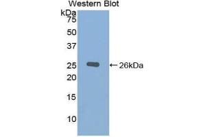 Western Blotting (WB) image for anti-Chordin (CHRD) (AA 422-635) antibody (ABIN1858405) (Chordin Antikörper  (AA 422-635))