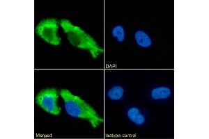 Immunofluorescence staining of fixed U251 cells with anti-GABAR antibody 1F4. (Rekombinanter gamma-Aminobutyric Acid Receptor Subunit beta (RDL) Antikörper)