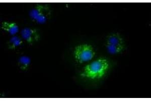 Image no. 1 for anti-NME/NM23 Nucleoside Diphosphate Kinase 4 (NME4) antibody (ABIN1499775) (NME4 Antikörper)