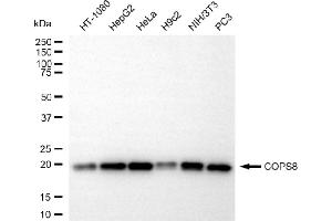Western blotting analysis using COPS8 antibody (ABIN7798152).