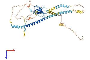 PEX13 Protein (AA 1-403) (His tag)