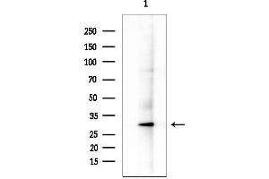 anti-RAS (RAD and GEM)-Like GTP Binding 2 (REM2) (N-Term) antibody
