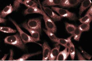 Immunofluorescent staining of HeLa cells. (PRKACA Antikörper  (AA 18-347))