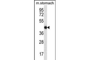 FGD2 Antibody (C-term) (ABIN657115 and ABIN2846263) western blot analysis in mouse stomach tissue lysates (35 μg/lane).