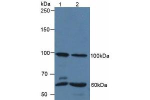 Figure. (QSOX1 Antikörper  (AA 394-519))