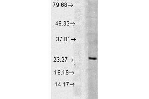 Western blot analysis of Human Cell line lysates showing detection of Rab5 protein using Rabbit Anti-Rab5 Polyclonal Antibody . (RAB5 Antikörper  (Biotin))