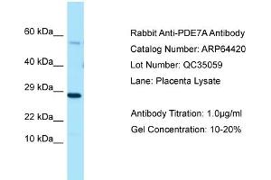 Western Blotting (WB) image for anti-phosphodiesterase 7A (PDE7A) (C-Term) antibody (ABIN971372) (PDE7A Antikörper  (C-Term))