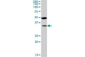 BSND MaxPab polyclonal antibody. (BSND Antikörper  (AA 1-320))