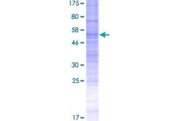 OR7C2 Protein (AA 1-319) (GST tag)