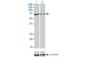 Western Blotting (WB) image for anti-Far Upstream Element (FUSE) Binding Protein 1 (FUBP1) (AA 27-137) antibody (ABIN599075) (FUBP1 Antikörper  (AA 27-137))