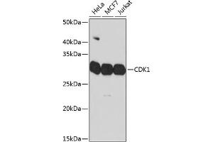 Western blot analysis of extracts of various cell lines, using CDK1 Rabbit mAb (ABIN7266576) at 1:1000 dilution. (CDK1 Antikörper)