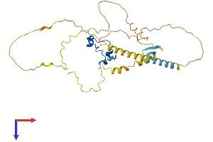 CXXC5 Protein (AA 1-322) (His tag)