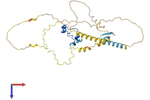 CXXC5 Protein (AA 1-322) (His tag)