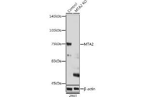 Western blot analysis of extracts of 293T cells, using MT antibody (243) at 1:1000 dilution. (MTA2 Antikörper  (AA 60-180))