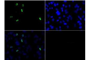 Immunofluorescence Microscopy of Rabbit Anti-Histone H3 [Asym-dimethyl Arg2] Antibody. (Histone 3 Antikörper  (H3R2me2a))