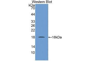Western blot analysis of the recombinant protein. (Neurotrophin 4 Antikörper  (AA 81-210))