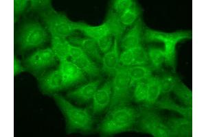 Immunocytochemistry/Immunofluorescence analysis using Mouse Anti-GABA A Receptor Monoclonal Antibody, Clone S151-3 . (GABRA1 Antikörper  (AA 15-34))
