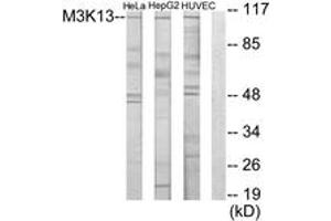 Western blot analysis of extracts from HeLa/HuvEc/HepG2 cells, using M3K13 Antibody. (MAP3K13 Antikörper  (AA 151-200))