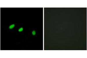 Immunofluorescence (IF) image for anti-Transformer 2 alpha Homolog (TRA2A) (AA 221-270) antibody (ABIN2879149) (TRA2A Antikörper  (AA 221-270))