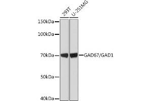 Western blot analysis of extracts of various cell lines, using G/G Rabbit mAb (ABIN7267410) at 1:1000 dilution. (GAD Antikörper)
