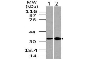 Image no. 1 for Goat anti-Rabbit IgG antibody (HRP) (ABIN5027926) (Ziege anti-Kaninchen IgG Antikörper (HRP))