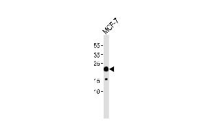 Western blot analysis of lysate from MCF-7 cell line,using NMS Antibody (ABIN6242017). (NMS Antikörper)
