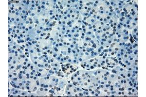 Immunohistochemistry (IHC) image for anti-P450 (Cytochrome) Oxidoreductase (POR) antibody (ABIN1497742) (POR Antikörper)