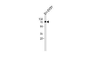Western blot analysis of lysate from SH-SY5Y cell line, using DBH Antibody (Center) (ABIN6243182 and ABIN6577580). (DBH Antikörper  (AA 199-232))
