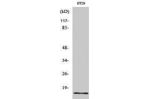 Western Blotting (WB) image for anti-Insulin-Like 4 (Placenta) (INSL4) (Internal Region) antibody (ABIN3185191) (INSL4 Antikörper  (Internal Region))