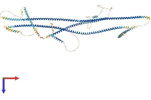 Golgin A2 (GOLGA2) (AA 1-999) protein (His tag)