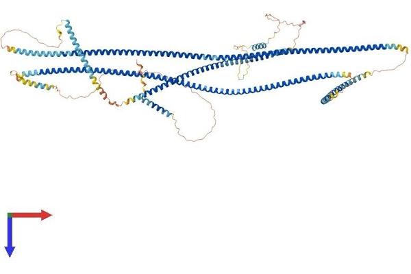 Golgin A2 (GOLGA2) (AA 1-999) protein (His tag)
