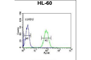 Flow cytometric analysis of HL-60 cells (right histogram) compared to a negative control cell (left histogram). (NASP Antikörper  (N-Term))