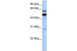 WB Suggested Anti-ESRRA Antibody Titration:  0. (ESRRA Antikörper  (N-Term))