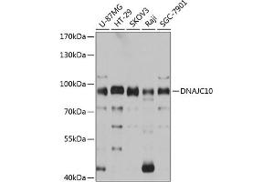 Western blot analysis of extracts of various cell lines, using DN antibody (ABIN6130306, ABIN6139717, ABIN6139719 and ABIN6215728) at 1:3000 dilution. (DNAJC10 Antikörper  (AA 614-793))
