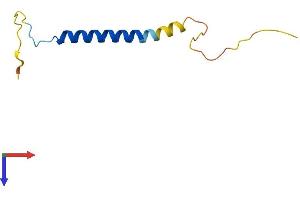 FXYD7 Protein (AA 1-80) (Fc Tag)