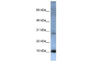 WB Suggested Anti-ATP5G2 Antibody Titration:  0. (ATP5G2 Antikörper  (N-Term))