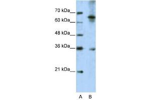 Western Blotting (WB) image for anti-Wingless-Type MMTV Integration Site Family, Member 9B (WNT9B) (C-Term) antibody (ABIN630146)